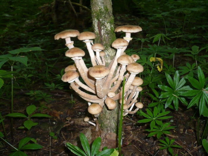 Опята переростки