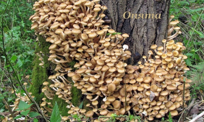 Опята лесные пеньковые