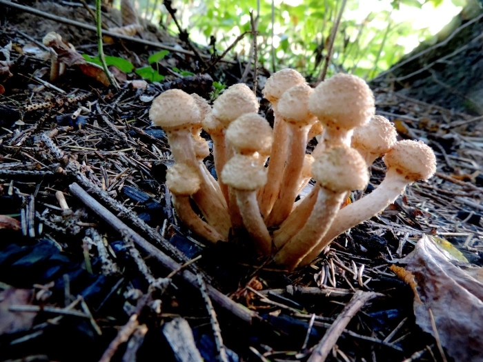 Определитель грибов опята