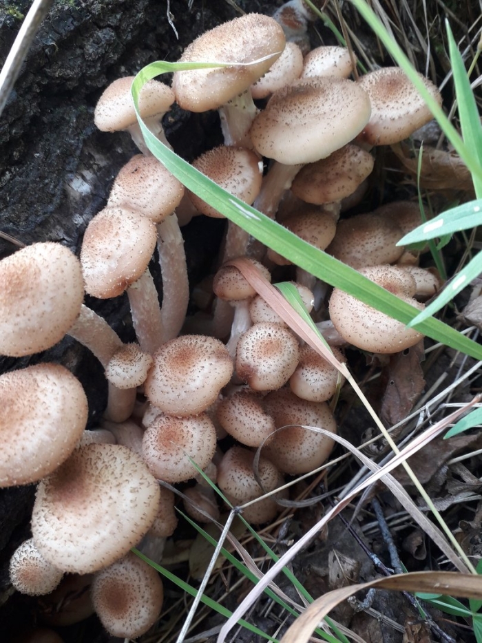 Молодые опята