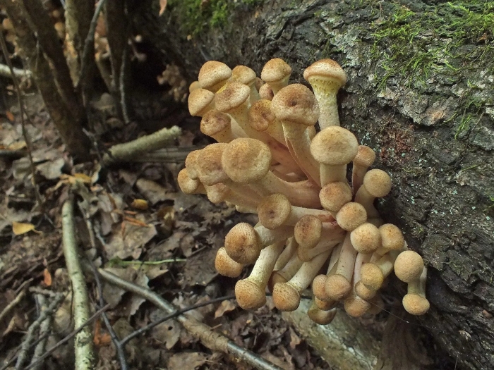 Ложная опята