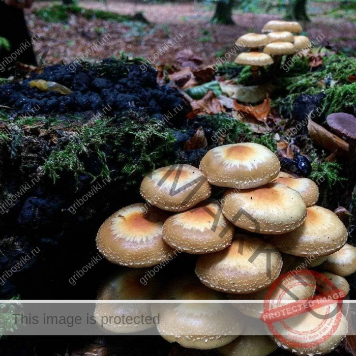 Ложные опята грибы