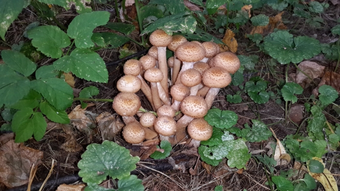 Гриб опёнок осенний