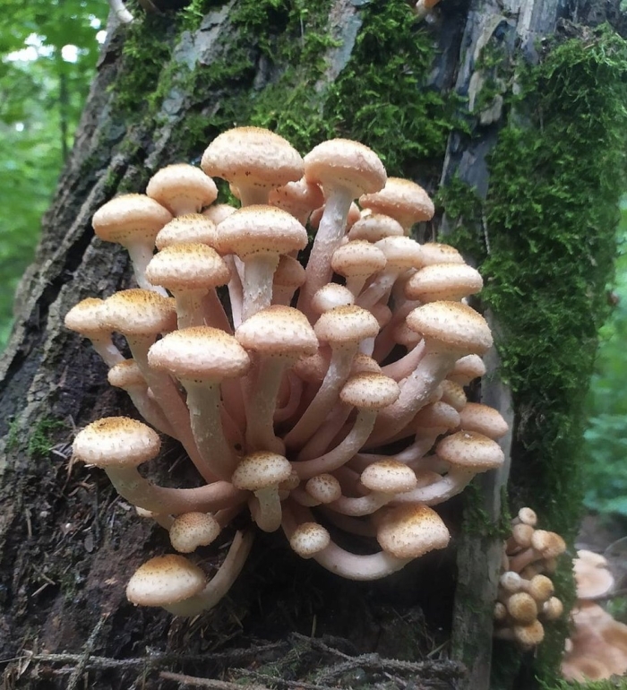 Опёнок осенний armillaria mellea