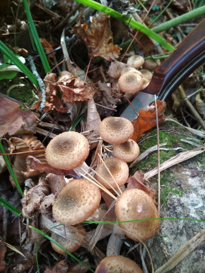 Пневые опята