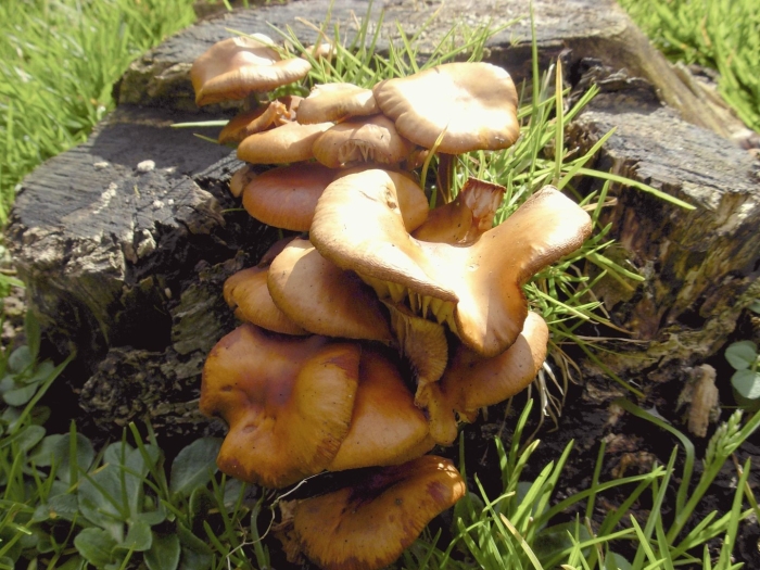 Летний опенок kuehneromyces mutabilis
