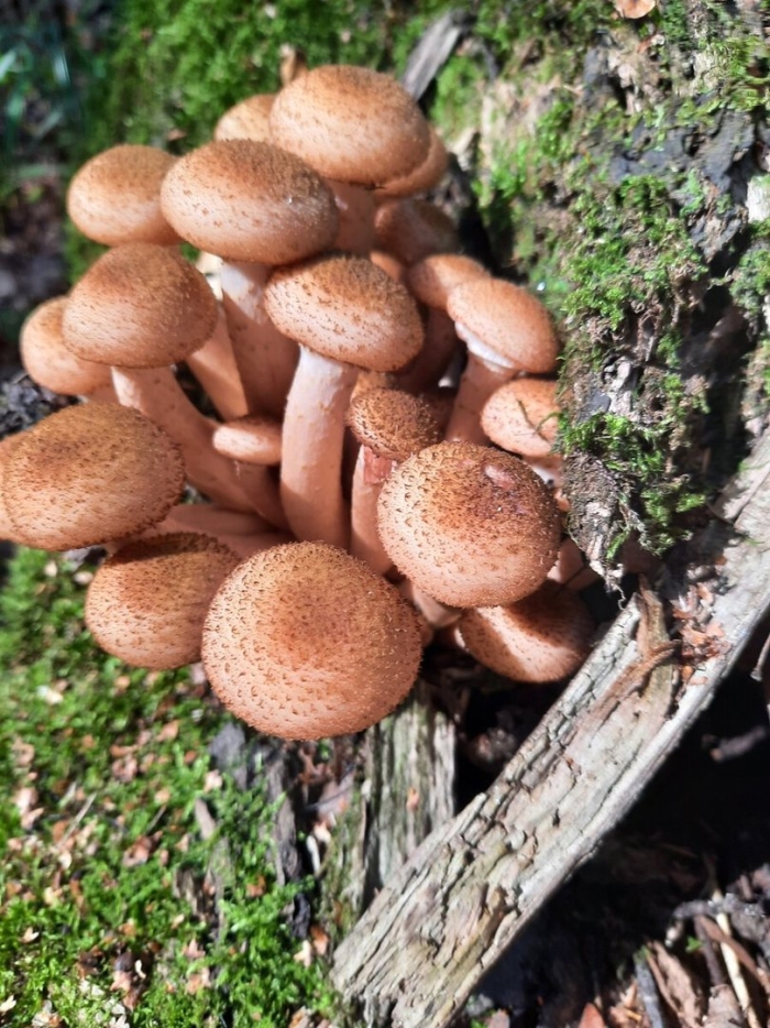 Опята сибирские