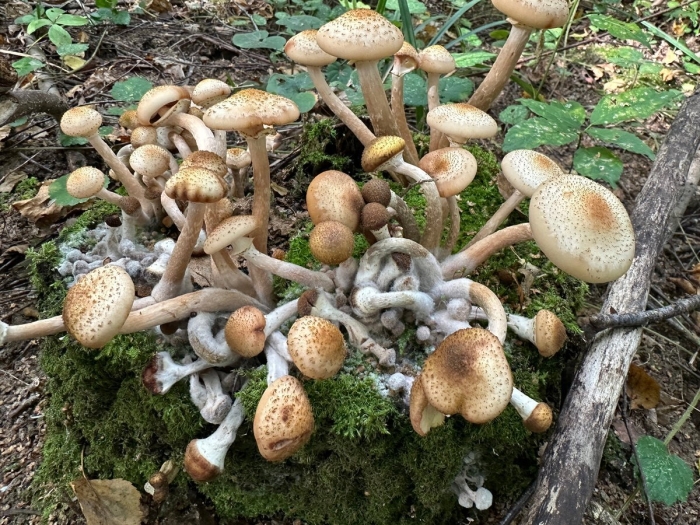 Опенок северный