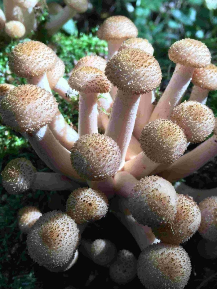 Опенок съедобный