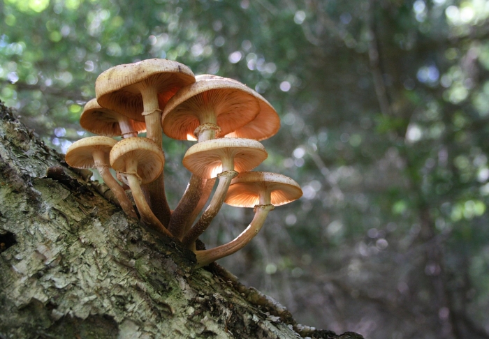 Опёнок ссыхающийся