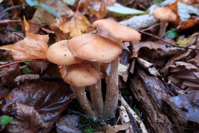 Опята пенешники