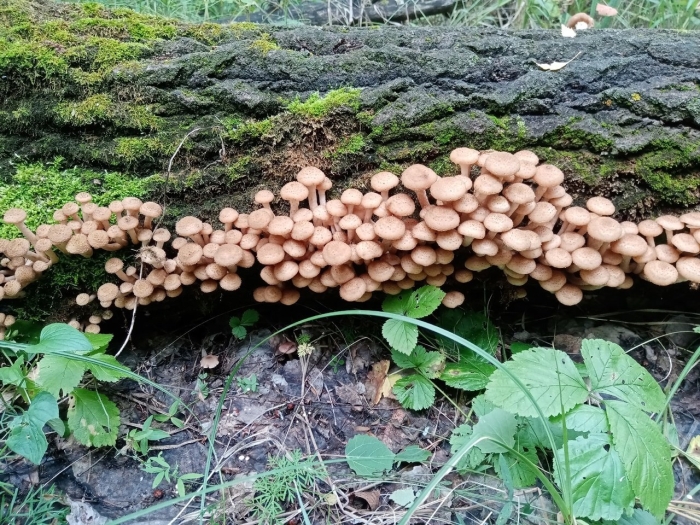 Гриб опёнок осенний