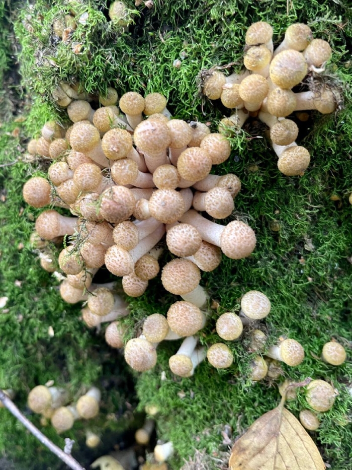 Осенние опята