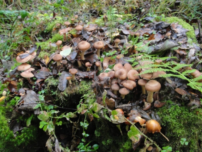 Armillaria gallica