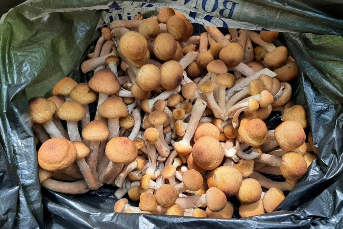 Осенние опята