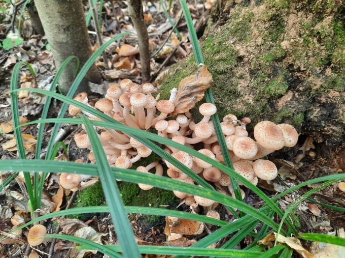 Опёнок осенний съедобные грибы