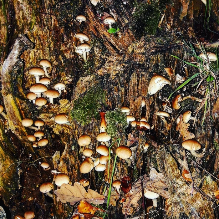 Опята в свердловской