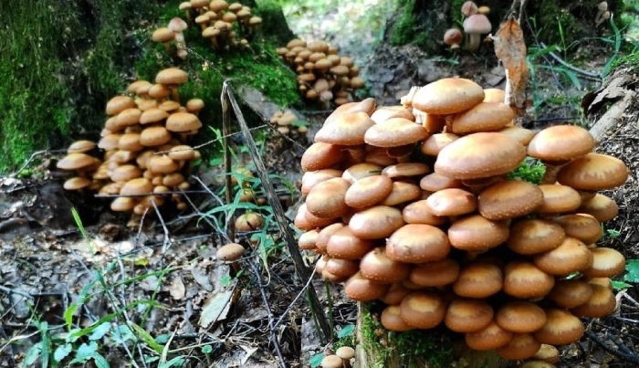 Гриб опенок