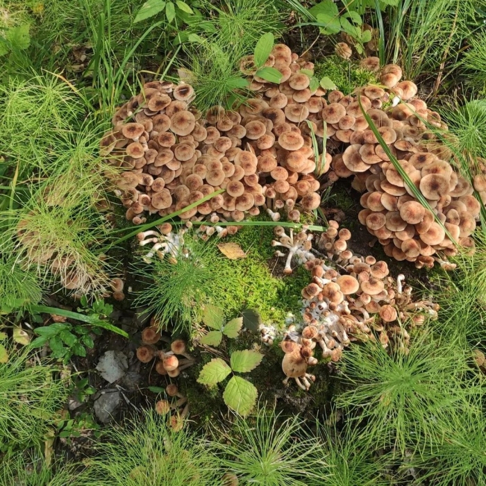 Опята в подмосковье