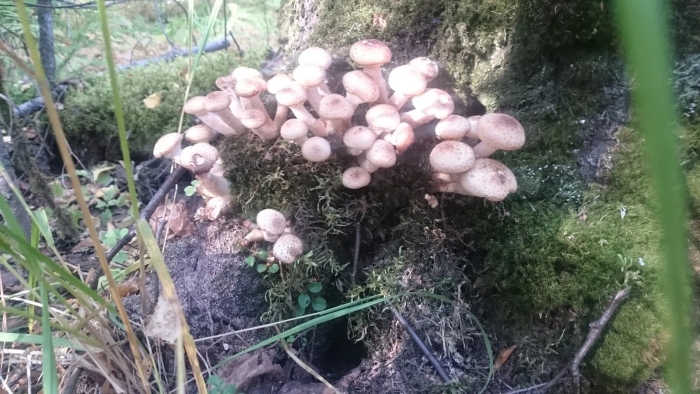 Опенок гриб