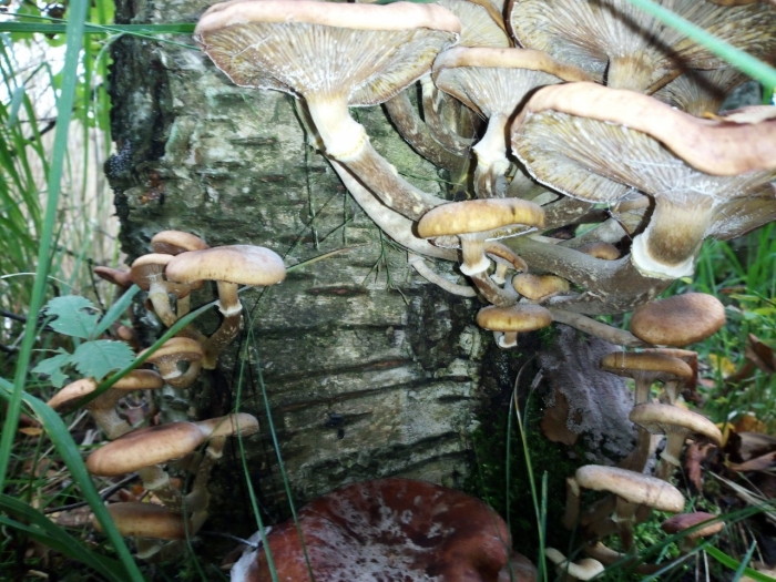 Опята в лесу