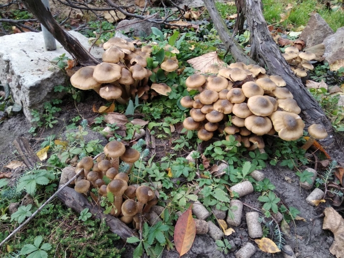 Опенок луковичноногий