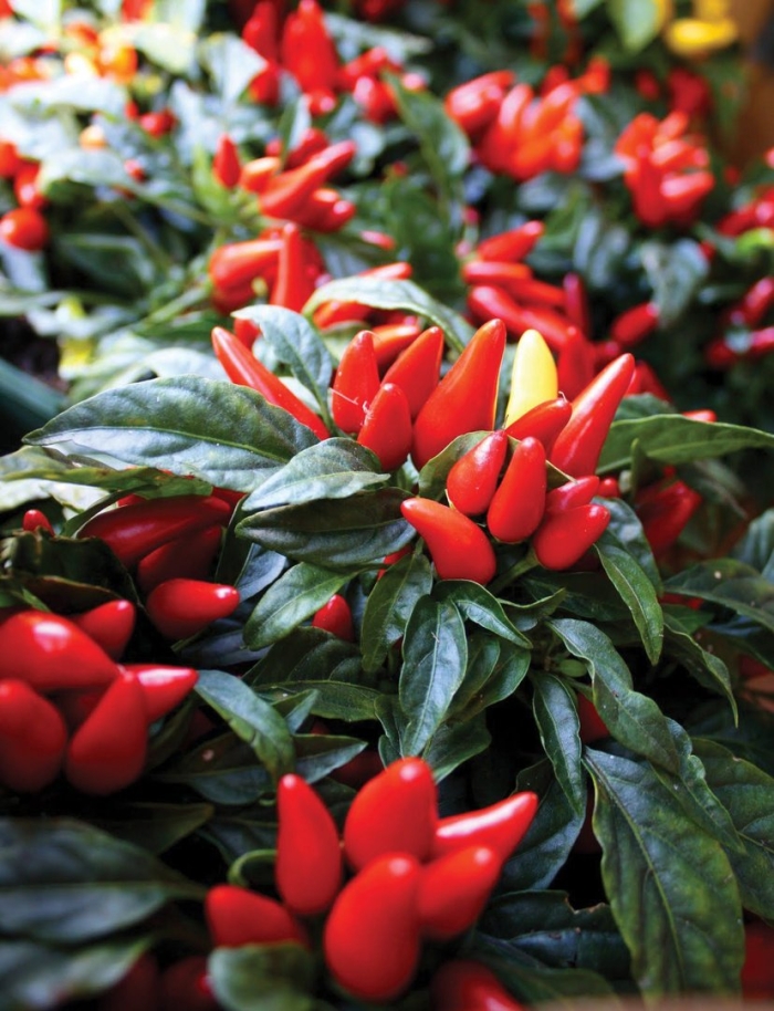 Перец острый кармен