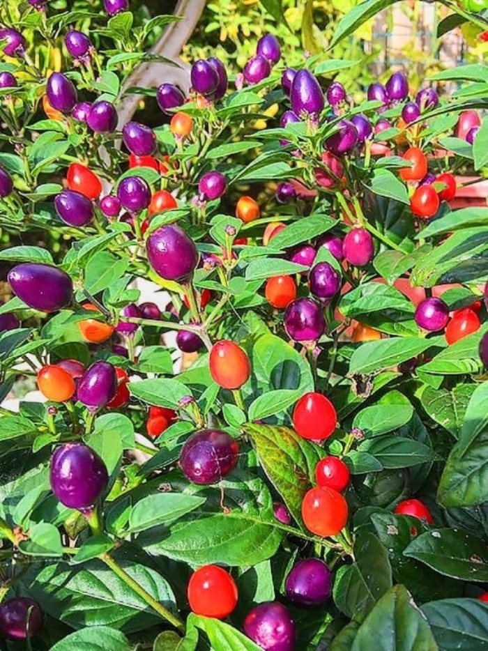 Перец филиус блю