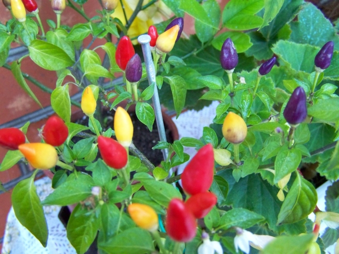 Перец кустарниковый аладдин