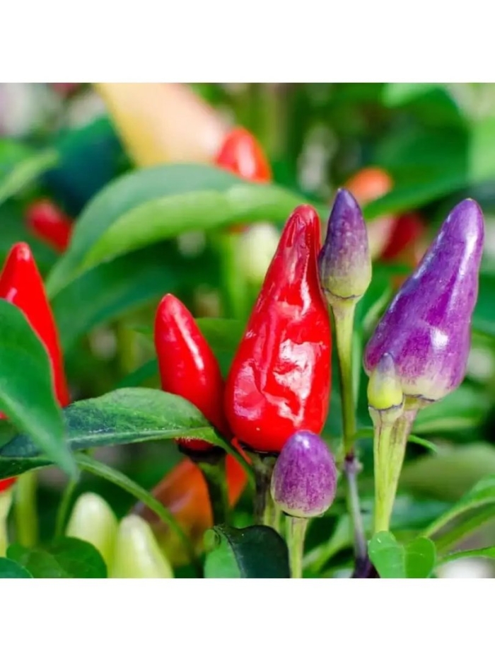 Bolivian rainbow перец