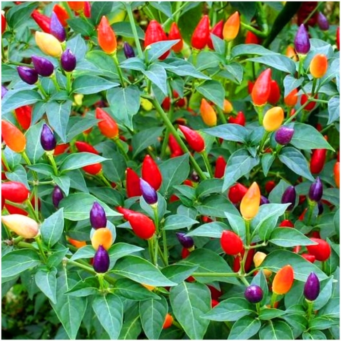 Перец острый алладин