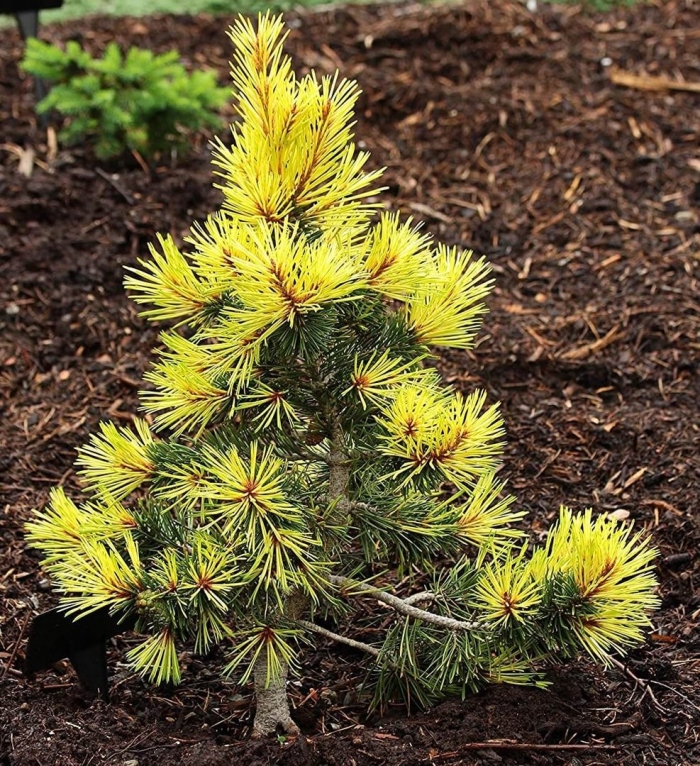 Pinus contorta taylor's sunburst