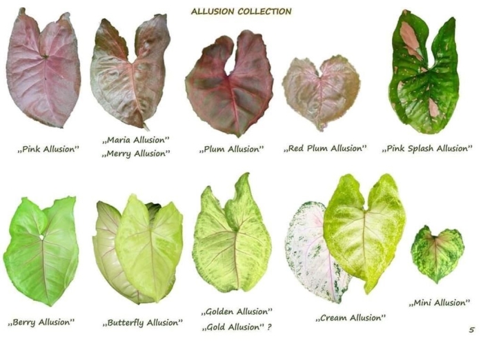 Сингониум pink allusion