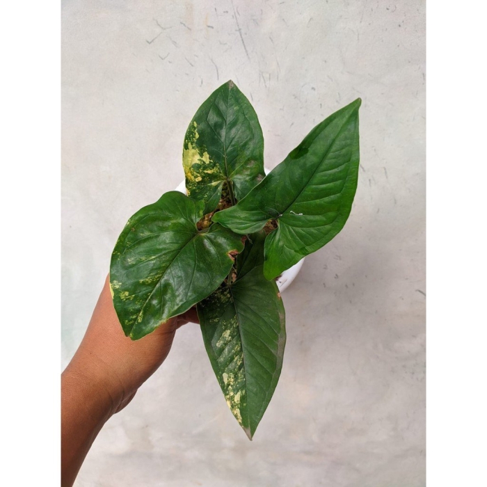 Сингониум еллоу