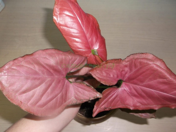 Сингониум regina red