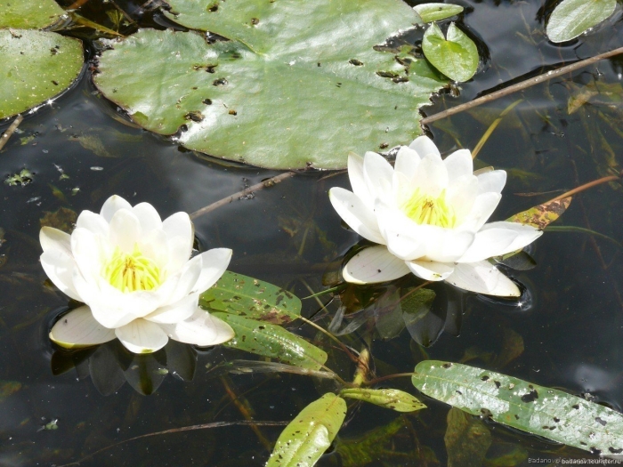 Растительность марий эл