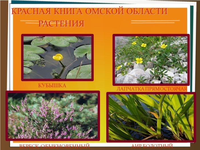 Растения омской области занесенные в красную книгу