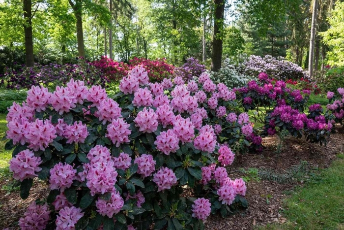 Рододендрон catawbiense grandiflorum