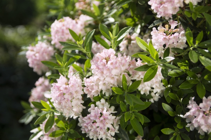 Рододендрон фори