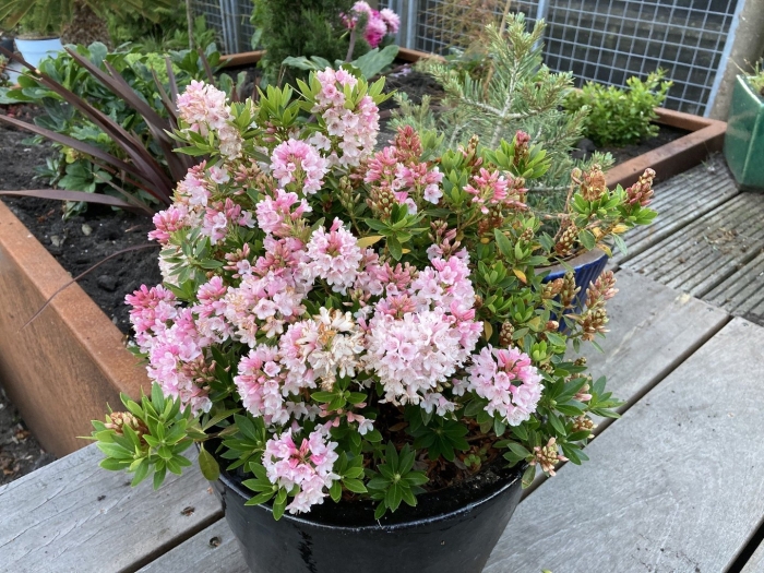 Rhododendron micranthum