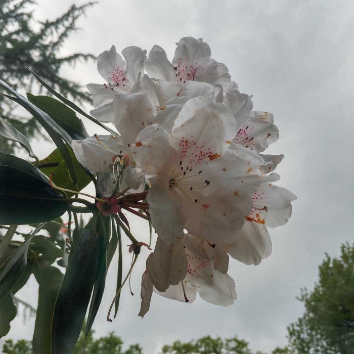 Рододендрон bloombux