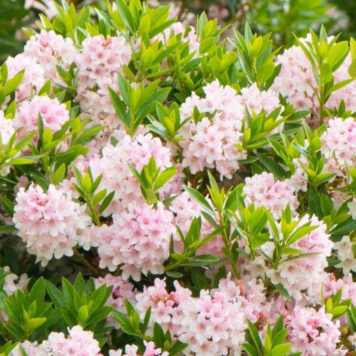 Рододендрон bloombux