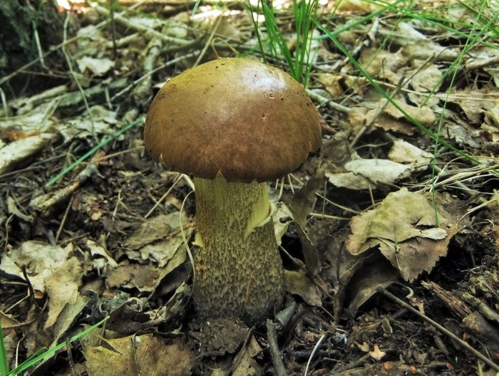 Подберезовик обыкновенный