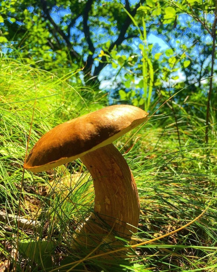 Обабок дальневосточный гриб