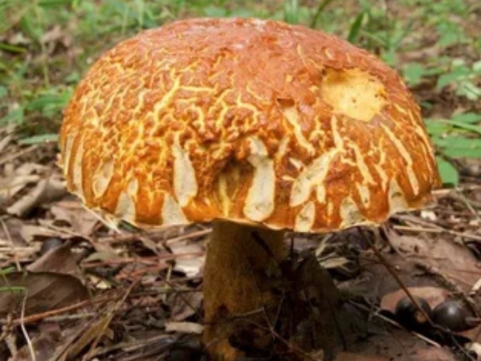 Дальневосточный обабок царский