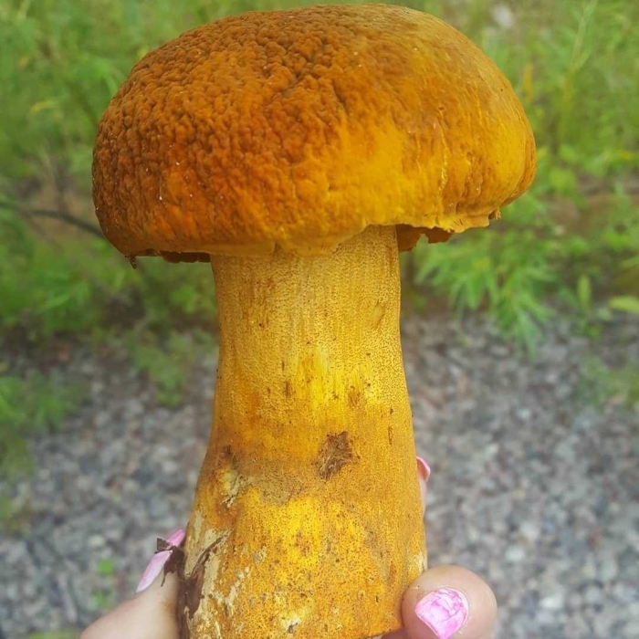 Дальневосточный царский гриб обабок