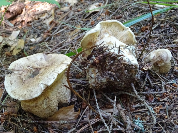 Грибы рядовки песочники