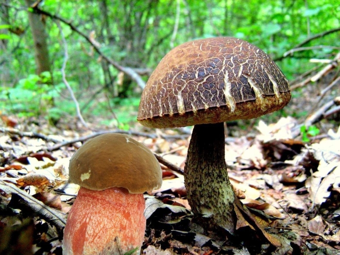 Подберезовик грабовик