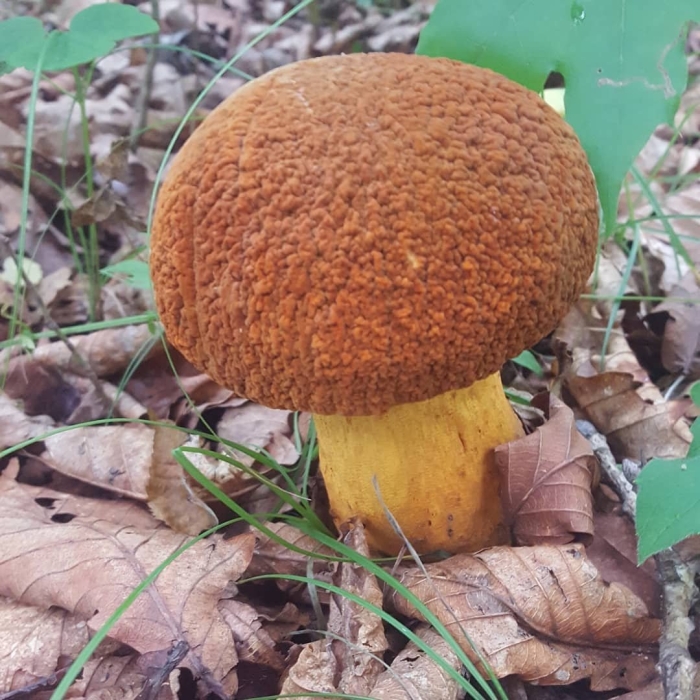 Обабок дальневосточный гриб