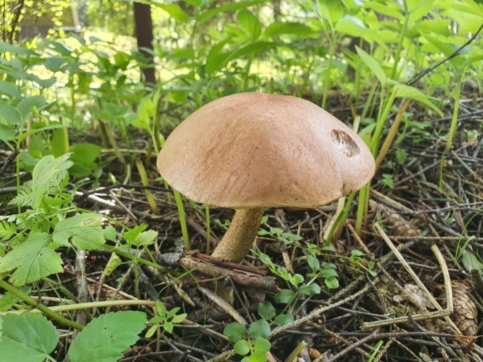 Подберезовик болотный